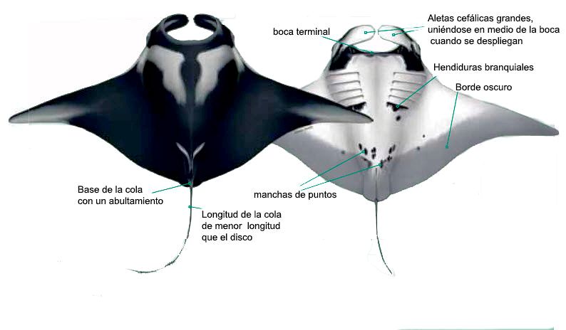 Manta birostris_000.jpg